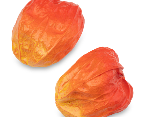 2026-1473 KOGO PHYSALIS (7)